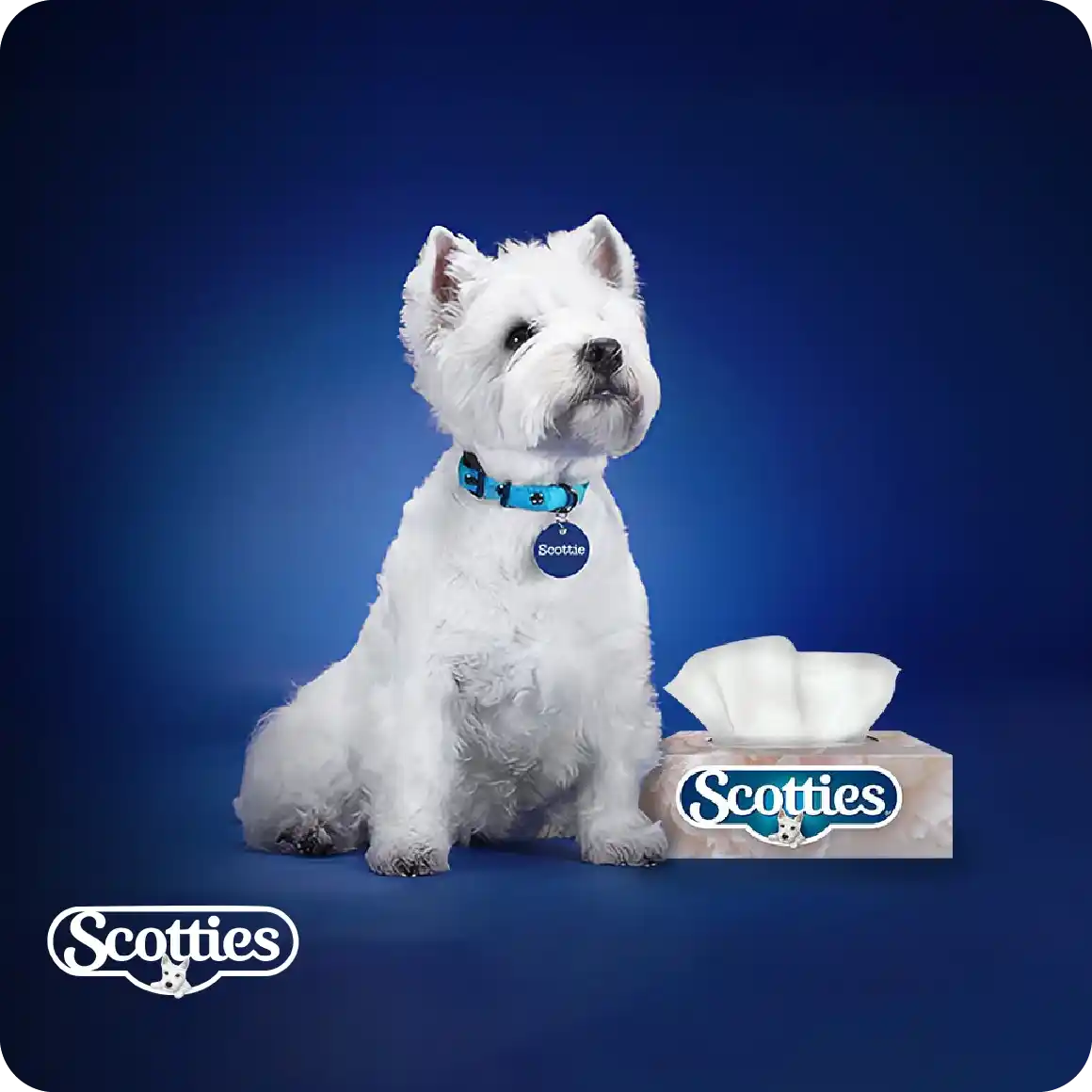 Scotties